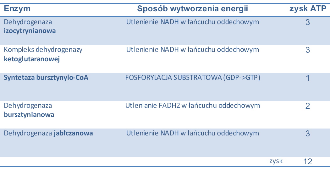 Schemat cyklu Krebsa