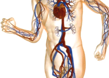 Angiologie-221