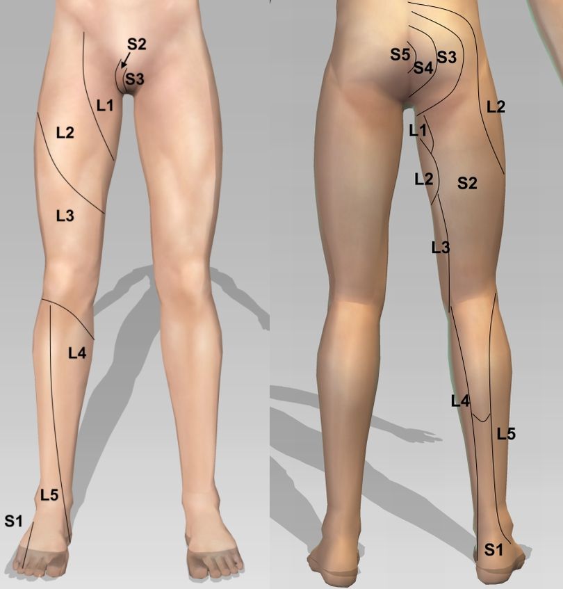 Lower limb dermatome