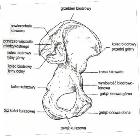 Kość miedniczna