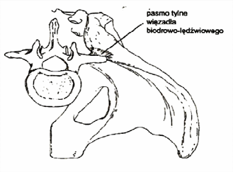Więzadło biodrowo-lędźwiowe
