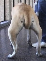 Przykład deformacji kończyny
