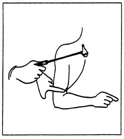 biceps