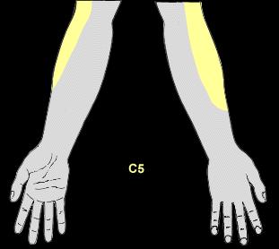 c5