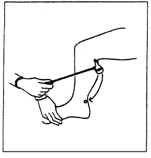 gastrocnemius