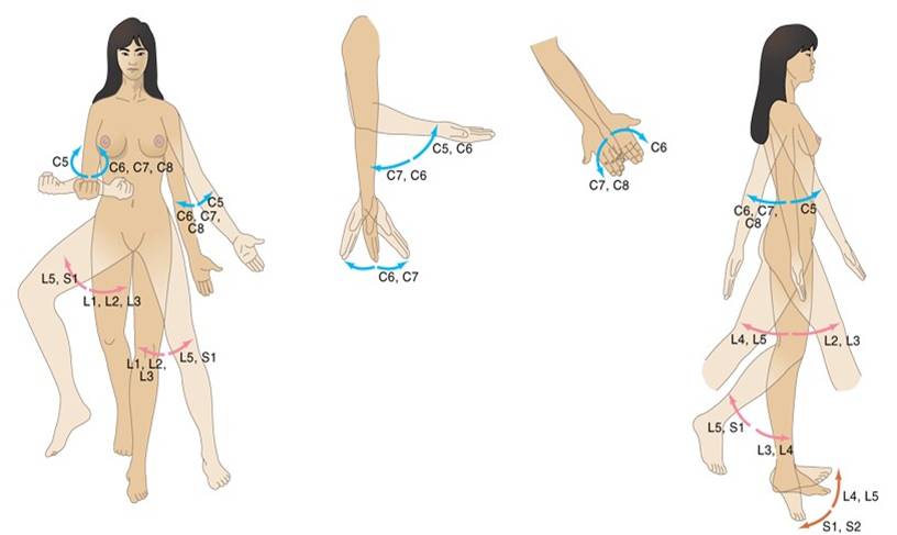 myotomes