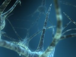 Anatomiczne podstawy powstawania wybranych zespołów neurologicznych cz.1