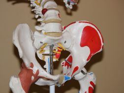 Biomechanika miednicy